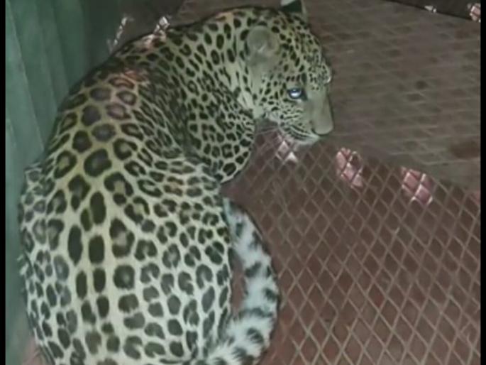 Leopard in the sidewalk | सायखेड्यात बिबट्या जेरबंद