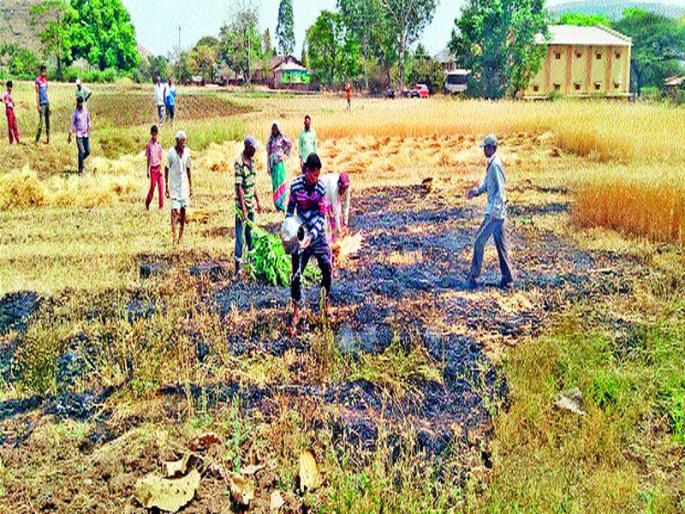 Wheat blaze in a fire | दळवटला आगीत गहू खाक Wheat blaze in a fire | दळवटला आगीत गहू खाक