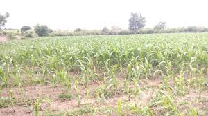 Kemazu harvested due to lack of rain | पाऊसाअभावी पिके लागली कोमेजू