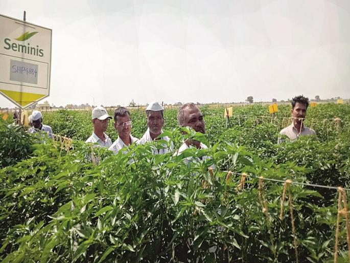 Six hundred thousand six months of pepper! | मिरचीतून सहा महिन्यात सहा लाख! Six hundred thousand six months of pepper! | मिरचीतून सहा महिन्यात सहा लाख!