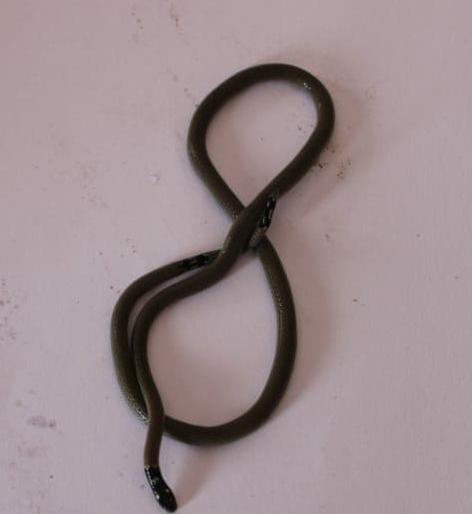 Rare cobra found in Kupwad | कुपवाडमध्ये आढळला दुर्मिळ पोवळा जातीचा साप