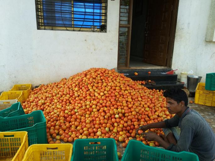 The market is waiting for the tomato crop | बाजारभावाने टमाटे पिकाची लागली वाट The market is waiting for the tomato crop | बाजारभावाने टमाटे पिकाची लागली वाट