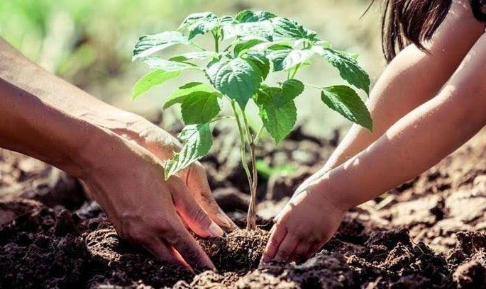 Tree planting activity on the occasion of Shiva Jayanti | शिवजयंतीनिमित्त वृक्ष लागवडीचा उपक्रम