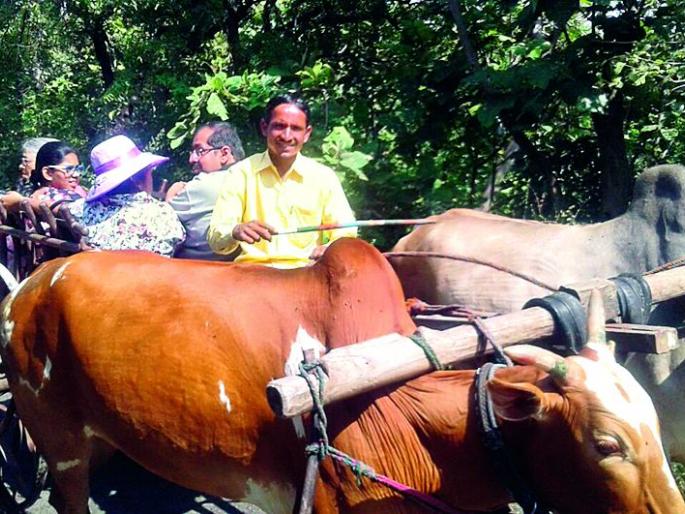 Go to the bullock cart to travel! | पर्यटनाला जायचे बैलगाडीत जा! Go to the bullock cart to travel! | पर्यटनाला जायचे बैलगाडीत जा!