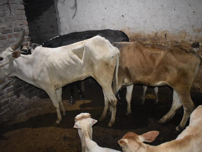 Slaughter-house raid in Vaijapure | वैजापुरात कत्तलखान्यावर धाड Slaughter-house raid in Vaijapure | वैजापुरात कत्तलखान्यावर धाड