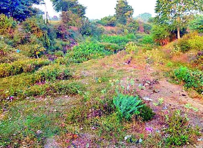 Besharam and watercolor block in Talegaon river | तळेगावात नदी पात्राला बेशरम व जलपर्णीचा विळखा Besharam and watercolor block in Talegaon river | तळेगावात नदी पात्राला बेशरम व जलपर्णीचा विळखा