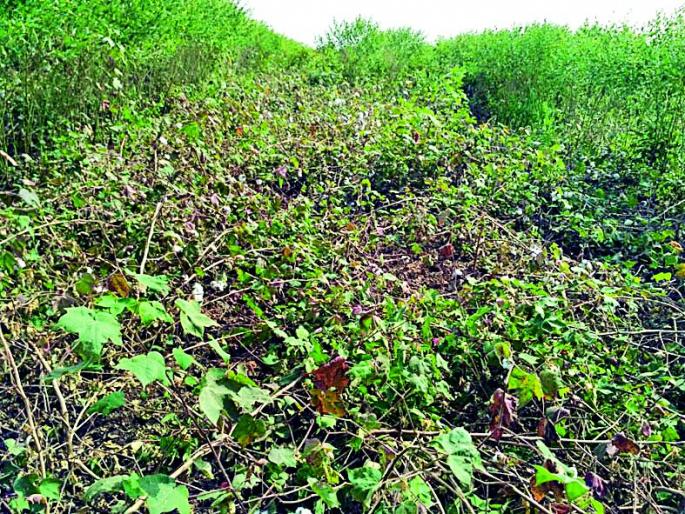 Drying of wild animals damaged the cotton crop | वन्यप्राण्यांच्या धुमाकुळाने कपाशीचे पीक उद्ध्वस्त Drying of wild animals damaged the cotton crop | वन्यप्राण्यांच्या धुमाकुळाने कपाशीचे पीक उद्ध्वस्त