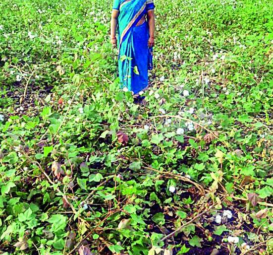 Plastic bags cover to save the crops | पिकांना वाचविण्यासाठी प्लास्टिक पिशव्यांचे कवच Plastic bags cover to save the crops | पिकांना वाचविण्यासाठी प्लास्टिक पिशव्यांचे कवच