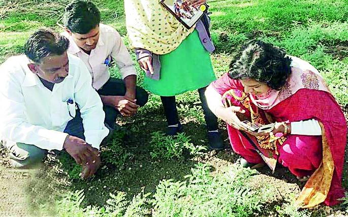 Green leafy season on tur and chana | तूर व चण्यावर हिरव्याअळीचा प्रादुर्भाव