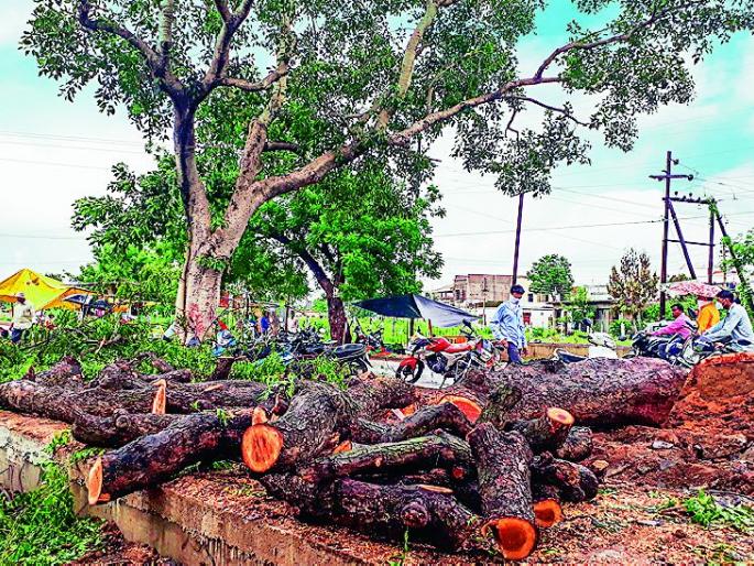 Work to widen the road without cutting down a single tree | एकही झाड न तोडता रस्ता रुंदीकरणाचे काम करा Work to widen the road without cutting down a single tree | एकही झाड न तोडता रस्ता रुंदीकरणाचे काम करा