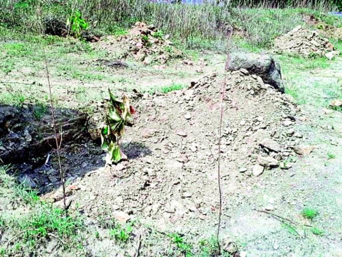 Drought disturbance in the trees | वृक्षलागवडीत दुष्काळाचे विघ्न Drought disturbance in the trees | वृक्षलागवडीत दुष्काळाचे विघ्न