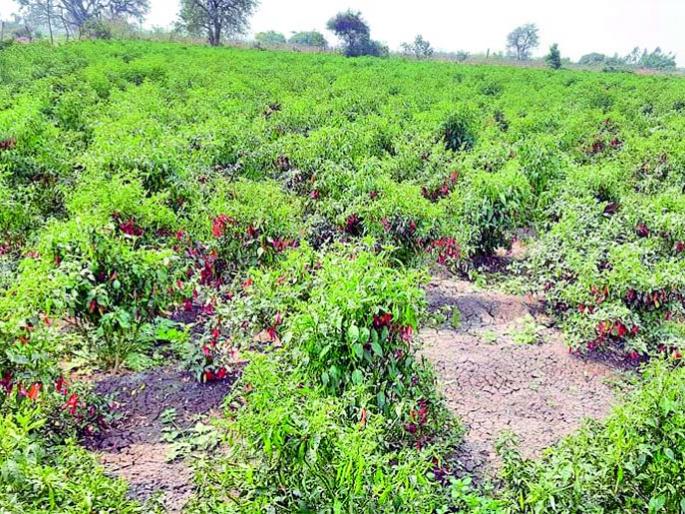 Production of five lakhs from one and half acre of pepper | दीड एकरातील मिरचीतून पाच लाखांचे उत्पादन Production of five lakhs from one and half acre of pepper | दीड एकरातील मिरचीतून पाच लाखांचे उत्पादन