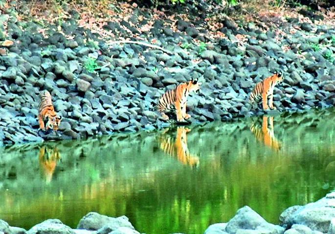 Wildlife questionnaire of Tipeshwar Wildlife Awareness | टिपेश्वर अभयारण्यातील वन्यजीवांचा पाणीप्रश्न ऐरणीवर Wildlife questionnaire of Tipeshwar Wildlife Awareness | टिपेश्वर अभयारण्यातील वन्यजीवांचा पाणीप्रश्न ऐरणीवर