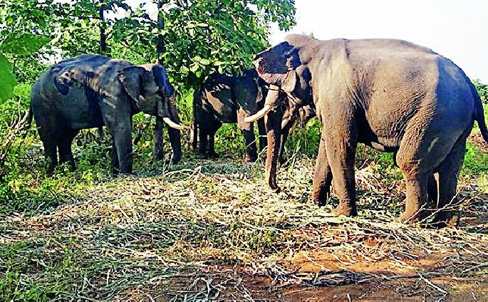 Four Elephant Strength to catch the tiger's calf | वाघाचे बछडे पकडण्यासाठी चार हत्तींचे बळ