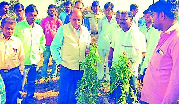 Bogs seeds hit farmers | बोगस बियाण्यांचा शेतकऱ्यांना फटका Bogs seeds hit farmers | बोगस बियाण्यांचा शेतकऱ्यांना फटका