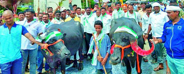 Bathe milk for buffaloes | दरवाढीसाठी म्हशीला दुधाने आंघोळ