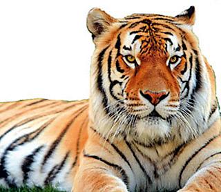 Cannibal Leader at the location of Tiger Forest | नरभक्षक पट्टेदार वाघ फॉरेस्टच्या लोकेशनवर Cannibal Leader at the location of Tiger Forest | नरभक्षक पट्टेदार वाघ फॉरेस्टच्या लोकेशनवर