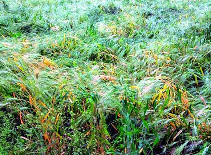 Due to unseasonal rains, rabi wheat and gram are affected | अवकाळी पावसाने रबीचा गहू, चणा आडवा Due to unseasonal rains, rabi wheat and gram are affected | अवकाळी पावसाने रबीचा गहू, चणा आडवा