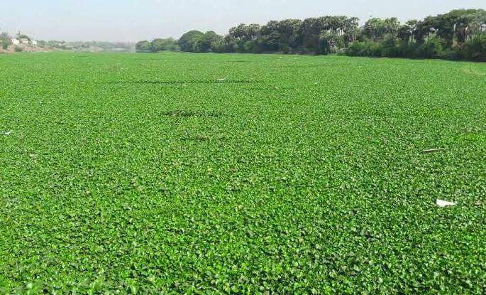 Pune Municipal Corporation has the highest tax on our part, but why did we suffer from water hyacinth problem? | पुणे महापालिकेला सर्वात जास्त कर आमच्या भागाचा, तरी जलपर्णीचा त्रास आमच्याच वाट्याला का.? Pune Municipal Corporation has the highest tax on our part, but why did we suffer from water hyacinth problem? | पुणे महापालिकेला सर्वात जास्त कर आमच्या भागाचा, तरी जलपर्णीचा त्रास आमच्याच वाट्याला का.?