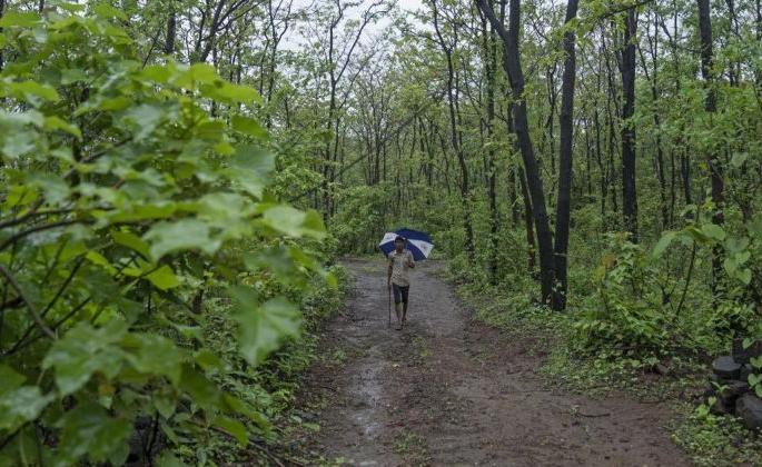 Maharashtra should focus on increasing the capacity of forestry | महाराष्ट्राने वनसंवर्धनाच्या क्षमता वाढविण्याकडे लक्ष द्यावे 