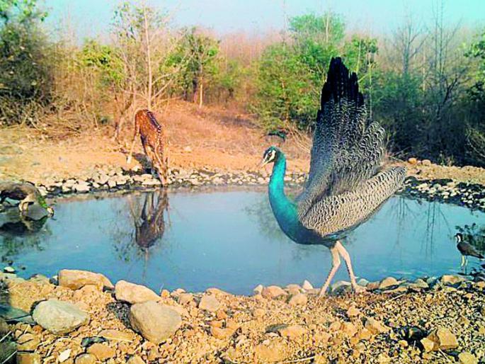 A thrilling experience of nature taken by nature lovers | निसर्गप्रेमींनी घेतला अरण्याचा रोमांचकारी अनुभव A thrilling experience of nature taken by nature lovers | निसर्गप्रेमींनी घेतला अरण्याचा रोमांचकारी अनुभव
