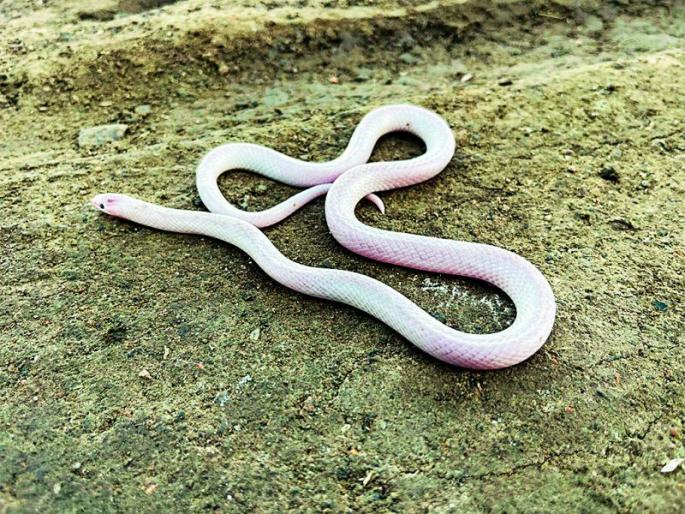 A rare white albino kukri snake found | आढळला पांढऱ्या रंगाचा दुर्मिळ अल्बिनो कुकरी साप  A rare white albino kukri snake found | आढळला पांढऱ्या रंगाचा दुर्मिळ अल्बिनो कुकरी साप