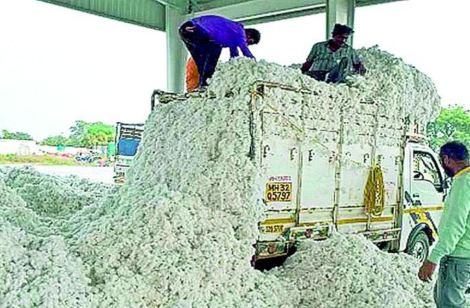 White gold goods; Planting will be done on 2.15 lakh hectares! | पांढरे सोने करणार मालामाल; २.१५ लाख हेक्टरवर होणार लागवड! White gold goods; Planting will be done on 2.15 lakh hectares! | पांढरे सोने करणार मालामाल; २.१५ लाख हेक्टरवर होणार लागवड!