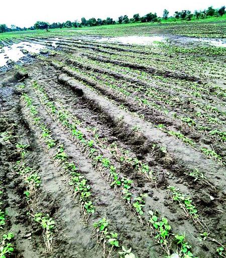 Katol taluka of Nagpur district in the grip of wet drought; Soybean, cotton, tur under water | नागपूर जिल्ह्यातील काटोल तालुका ओल्या दुष्काळाच्या सावटात; सोयाबीन, कापूस, तूर पाण्याखाली