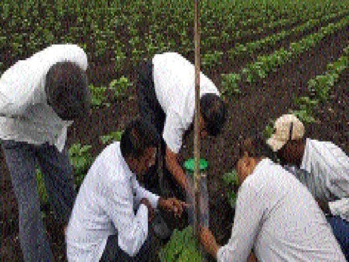 If you take a fenugreek cotton, then the bone marrow risk | फरदड कापूस घेतल्यास पुन्हा बोंडअळीचा धोका If you take a fenugreek cotton, then the bone marrow risk | फरदड कापूस घेतल्यास पुन्हा बोंडअळीचा धोका