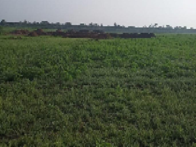 Banegaon project dry | बाणेगाव प्रकल्प कोरडाच Banegaon project dry | बाणेगाव प्रकल्प कोरडाच