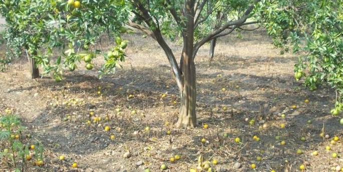 The price of orange is only Rs. 20 per kg; Farmers in financial crisis | संत्र्याचा भाव अवघा २० रुपये किलो; शेतकरी आर्थिक संकटात The price of orange is only Rs. 20 per kg; Farmers in financial crisis | संत्र्याचा भाव अवघा २० रुपये किलो; शेतकरी आर्थिक संकटात