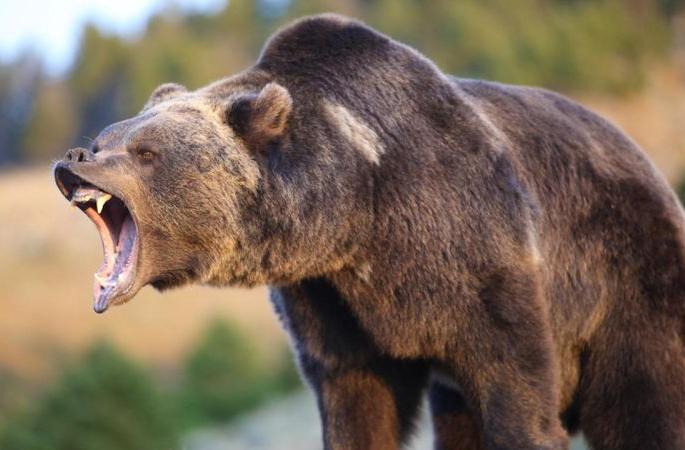 Person Injured in the attack of bear in Chandrapur district | चंद्र्रपूर जिल्ह्यात अस्वलाने केला गावकऱ्यावर हल्ला