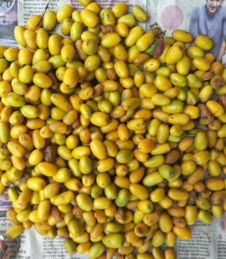 Sweet fruit of Bhandara forest, Khirni is in market | भंडारा जिल्ह्यातला रानमेवा; चविष्ट खिरण्या आल्या बाजारात Sweet fruit of Bhandara forest, Khirni is in market | भंडारा जिल्ह्यातला रानमेवा; चविष्ट खिरण्या आल्या बाजारात