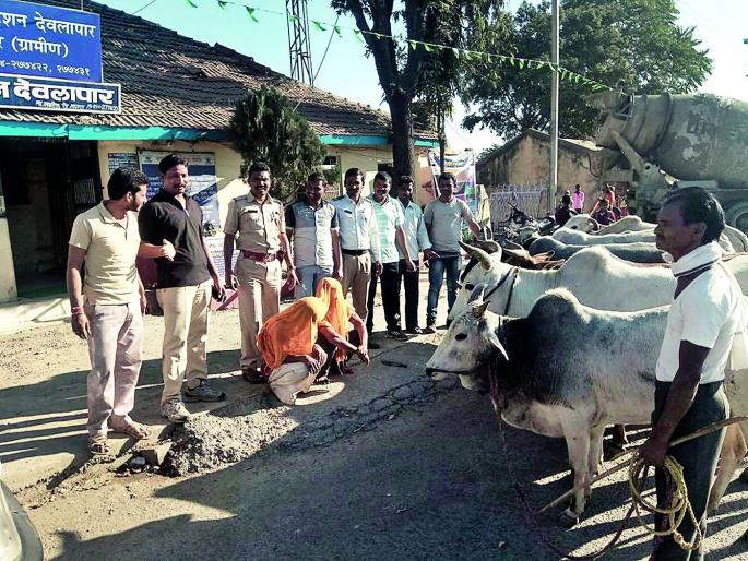 Disposal of cattle brought to slaughter in Nagpur district | नागपूर जिल्ह्यात कत्तलीसाठी नेणाऱ्या गुरांची सुटका Disposal of cattle brought to slaughter in Nagpur district | नागपूर जिल्ह्यात कत्तलीसाठी नेणाऱ्या गुरांची सुटका
