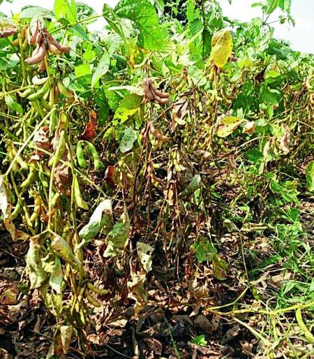 45 talukas of the state are waiting for water | राज्यातील ४५ तालुके पाण्यासाठी आसुसलेले