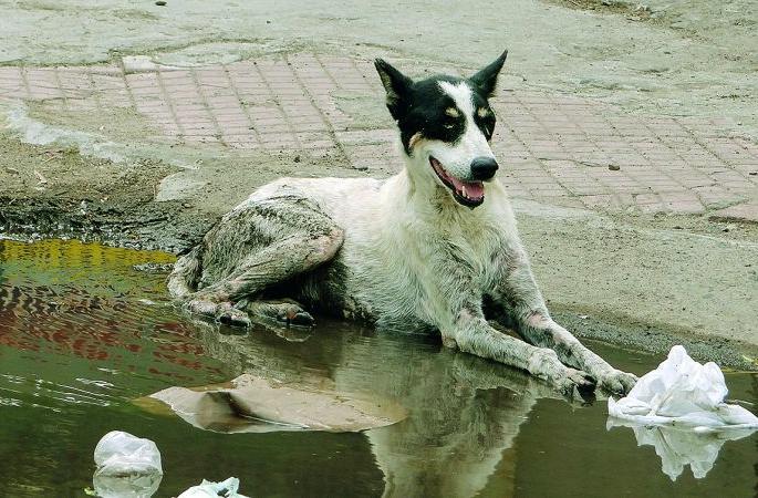 Street dogs bites Nine thousand people in Nagpur | अरे बापरे ! उपराजधानीत मोकाट कुत्र्यांचा नऊ हजार लोकांना चावा Street dogs bites Nine thousand people in Nagpur | अरे बापरे ! उपराजधानीत मोकाट कुत्र्यांचा नऊ हजार लोकांना चावा