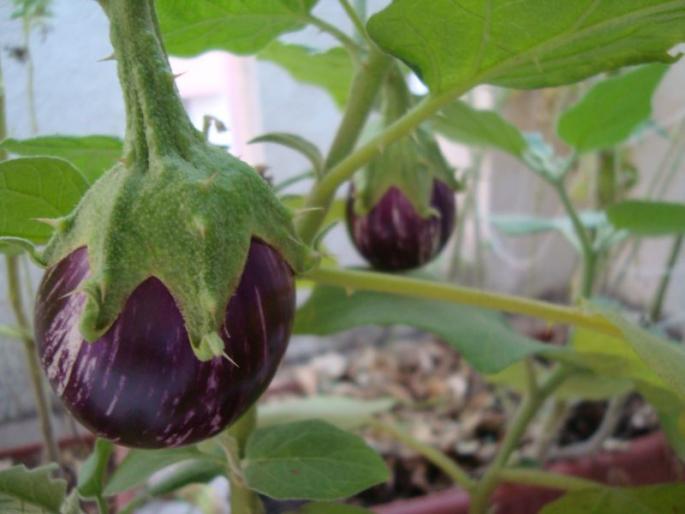 Subsidy for production of vegetable crop seedlings | भाजीपाला पिकांच्या रोप उत्पादनासाठी मिळणार अनुदान Subsidy for production of vegetable crop seedlings | भाजीपाला पिकांच्या रोप उत्पादनासाठी मिळणार अनुदान