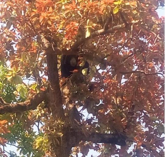 Gadchiroli forest department exercises to descend the bear on the tree | झाडावर चढलेल्या अस्वलाला उतरविण्यासाठी गडचिरोली वनविभागाची कसरत