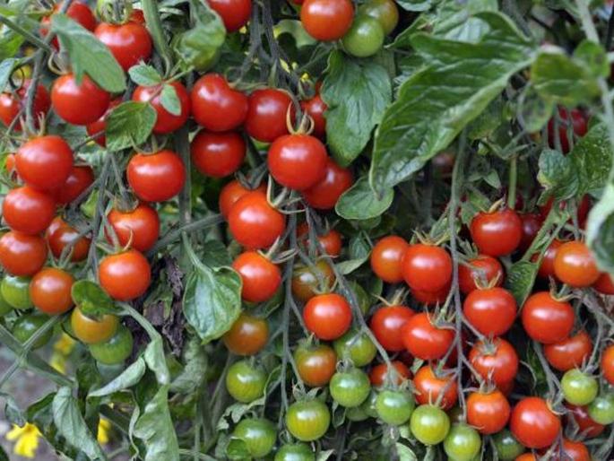 Rengabodi village in Chandrapur district has became tomato village | चंद्रपूर जिल्ह्यातील रेंगाबोडी झाले टोमॅटो गाव Rengabodi village in Chandrapur district has became tomato village | चंद्रपूर जिल्ह्यातील रेंगाबोडी झाले टोमॅटो गाव