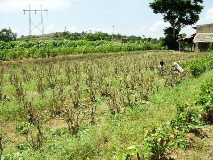Yavatmal's silk field model in state | यवतमाळच्या रेशीम शेतीचे मॉडेल राज्यात Yavatmal's silk field model in state | यवतमाळच्या रेशीम शेतीचे मॉडेल राज्यात