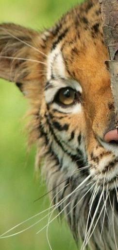 thief arrested in Amravati; The location captured from the mobile tower | वाघनखं विकणाऱ्याला अमरावतीत अटक; मोबाईल टॉवरवरून मिळविले लोकेशन