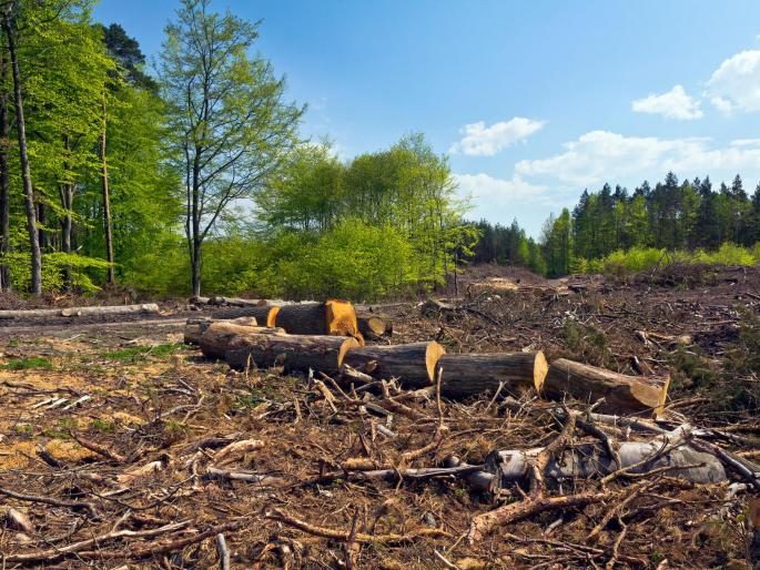 A joint campaign of three states to prevent other insurgency with Sagavan | सागवानासह अन्य वनतस्करी रोखण्यासाठी तीन राज्यांची संयुक्त मोहीम A joint campaign of three states to prevent other insurgency with Sagavan | सागवानासह अन्य वनतस्करी रोखण्यासाठी तीन राज्यांची संयुक्त मोहीम