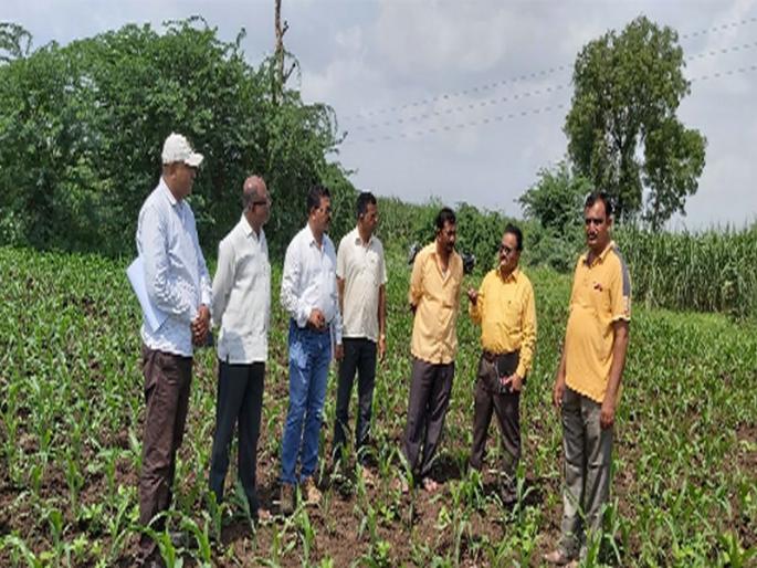 Occurrence of military creeps on maize crops | मका पिकावर लष्करी अळीचा प्रादुर्भाव