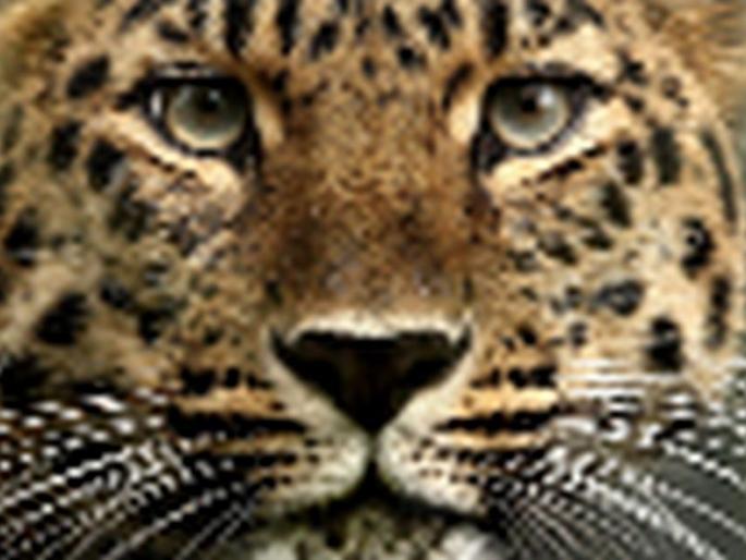 Leopard attack at Chikse | चिकसे येथे बिबट्याचा हल्ला Leopard attack at Chikse | चिकसे येथे बिबट्याचा हल्ला