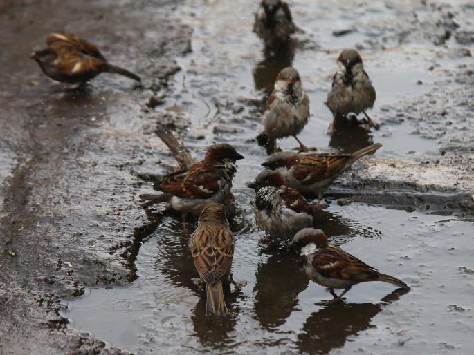 Kolhapur: "Let's save the chimneys" to listen again to tweet. | कोल्हापूर : पुन्हा चिवचिवाट ऐकण्यासाठी ‘चला चिमणी वाचवू या...’ Kolhapur: "Let's save the chimneys" to listen again to tweet. | कोल्हापूर : पुन्हा चिवचिवाट ऐकण्यासाठी ‘चला चिमणी वाचवू या...’