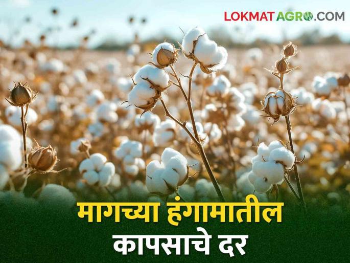 Cotton rates Bajarbhav maharashtra market yard What is the price of last season's cotton this season? | Cotton Bajarbhav : मागच्या हंगामातील कापसाला या हंगामात किती मिळतोय दर?