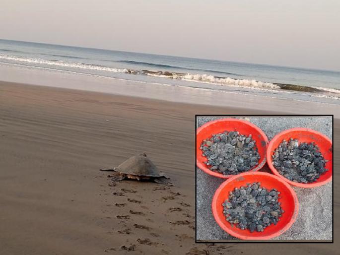 Commencement of sea turtle nesting season in Konkan The first nest was found on the shore of Guhagar | कोकणात सागरी कासवांच्या विणीच्या हंगामाला प्रारंभ; गुहागरच्या किनाऱ्यावर मिळाले पहिले घरटे Commencement of sea turtle nesting season in Konkan The first nest was found on the shore of Guhagar | कोकणात सागरी कासवांच्या विणीच्या हंगामाला प्रारंभ; गुहागरच्या किनाऱ्यावर मिळाले पहिले घरटे