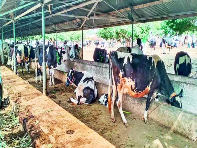 The price of hybrid cows increasing due to rising milk prices | दुधाचे दर वाढल्याने संकरित गाईंना आला सोन्याचा भाव
