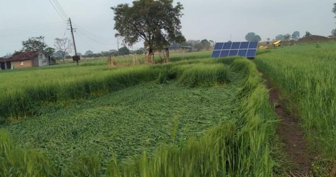 'Sankrant' on rabbis in Nagpur district due to unseasonal rains and bad weather | अवकाळी पाऊस, खराब हवामानामुळे नागपूर जिल्ह्यातील रब्बीवर ‘संक्रांत’ 'Sankrant' on rabbis in Nagpur district due to unseasonal rains and bad weather | अवकाळी पाऊस, खराब हवामानामुळे नागपूर जिल्ह्यातील रब्बीवर ‘संक्रांत’