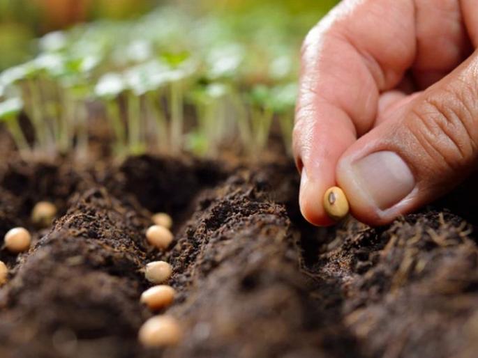 Seed fees, royalties will be discussed | बियाणांची फी, राॅयल्टीबाबत होणार विचारमंथन Seed fees, royalties will be discussed | बियाणांची फी, राॅयल्टीबाबत होणार विचारमंथन